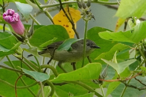 Pygmy Heleia (Heleia squamifrons), photo 7