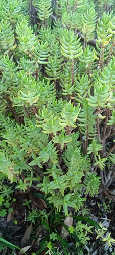 Kerkei