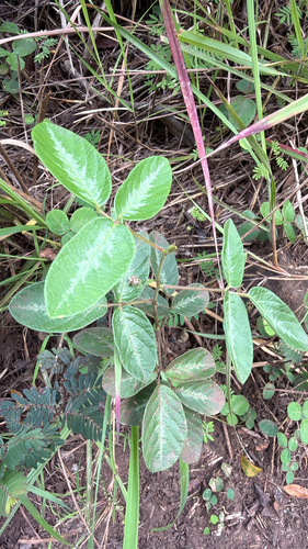 Desmodium incanum observed 2026-06-25