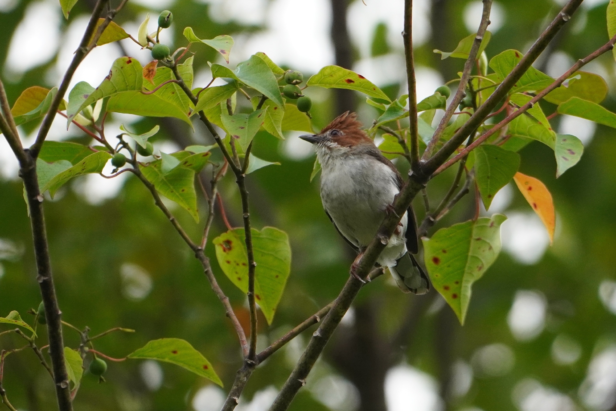 Chestnut-crested Yuhina (Staphida everetti), photo 10