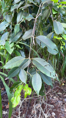 Syzygium cumini observed 2026-06-25
