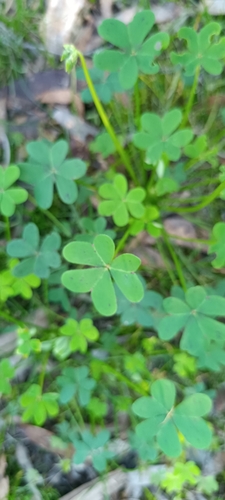 Bermuda buttercup