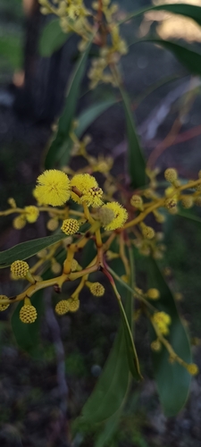 Golden Wattle