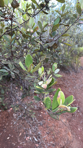 Rhodomyrtus tomentosa observed 2026-06-25