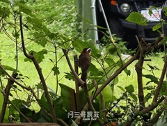 小彎嘴