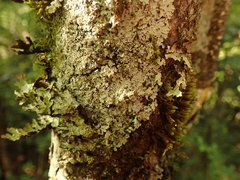 Pannaria sphinctrina