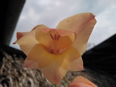 Gladiolus × hortulanus