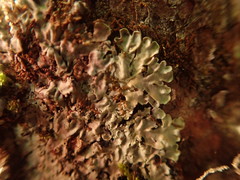 Pannaria sphinctrina