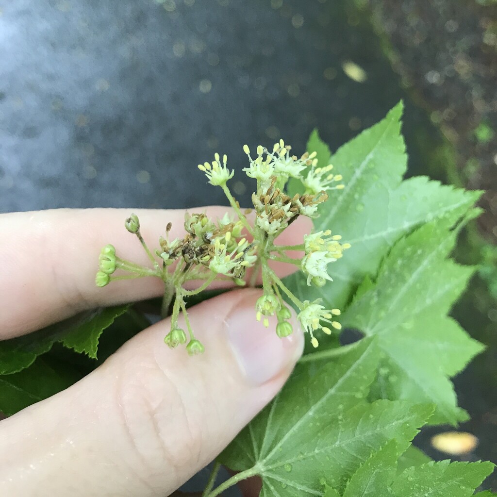 Acer sieboldianum; photograph author not stated, no rights reserved