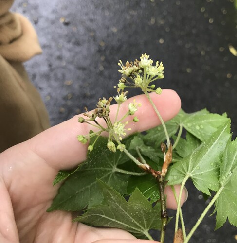 Acer sieboldianum