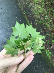 author not stated, no rights reserved Acer sieboldianum, photograph author not stated, no rights reserved