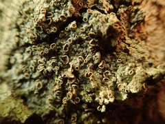 Pannaria sphinctrina