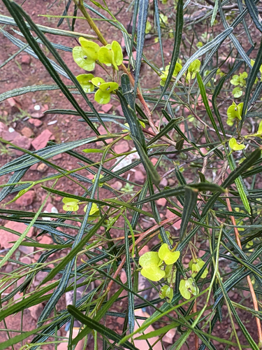 Dodonaea viscosa observed 2026-06-26