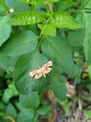 Cymoriza