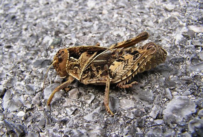 Prionotropis