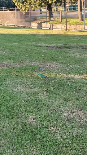Red-rumped Parrot
