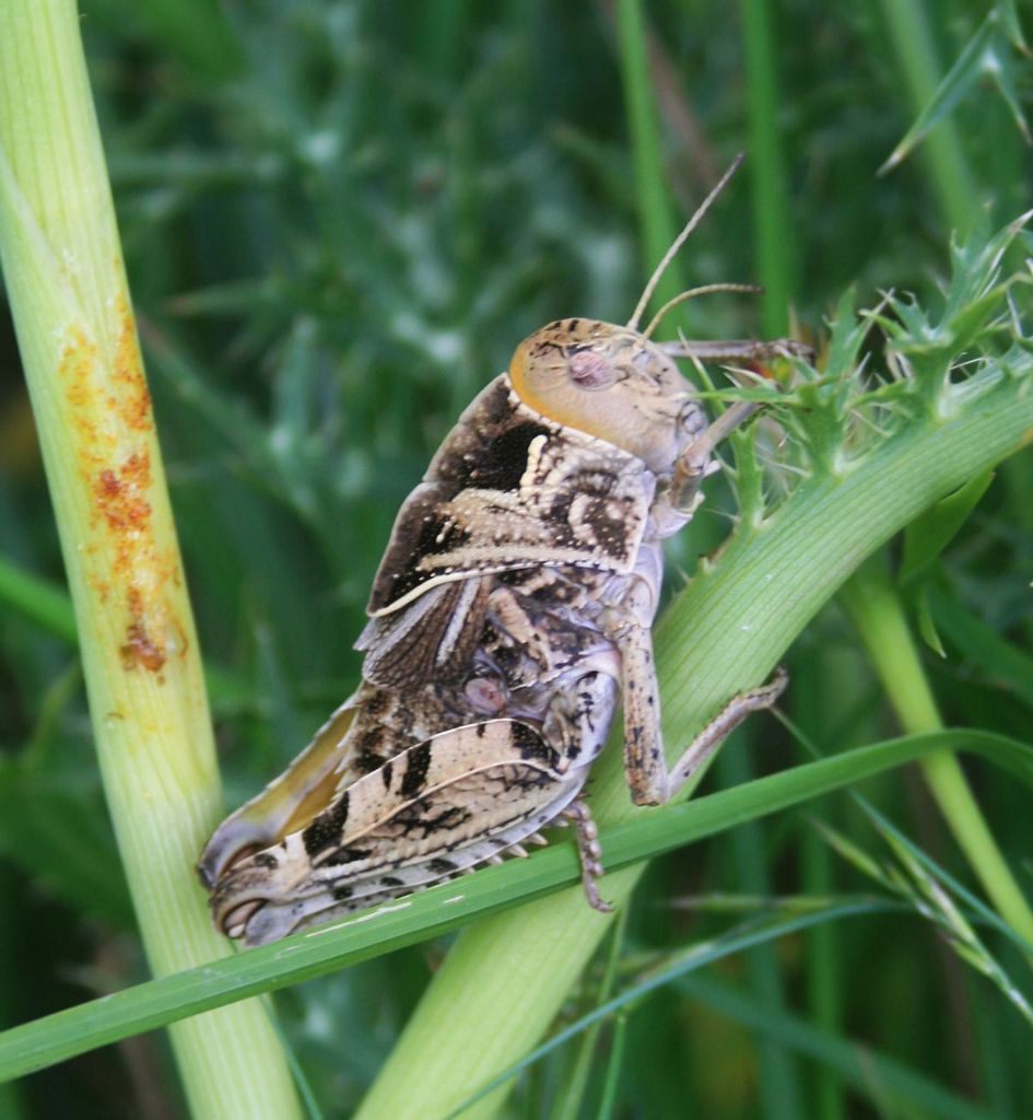 Eastern Stone Grasshopper
