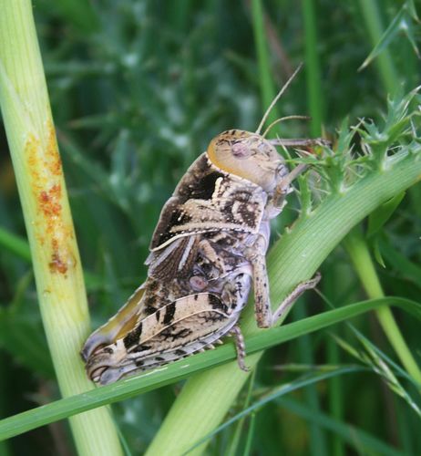 Eastern Stone Grasshopper