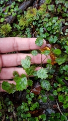 Rubus australis