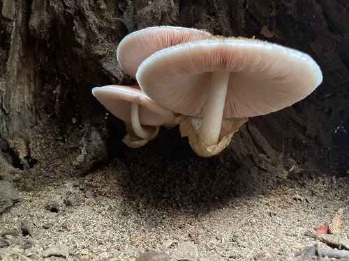 キヌオオフクロタケ