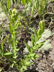 Comandra umbellata umbellata