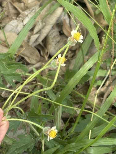 Tridax Daisy