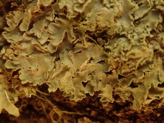 Pannaria leproloma