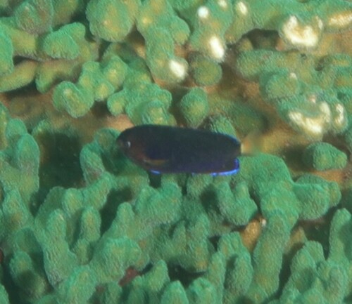 Centropyge fisheri observed 2026-06-25