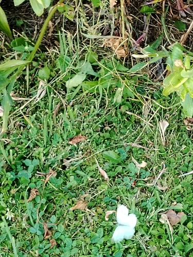 Garden Whites