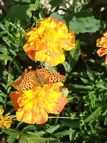 Queen of Spain Fritillary