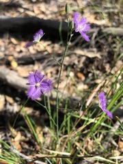 Thysanotus tuberosus parviflorus