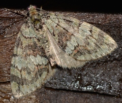 Hydriomena transfigurata