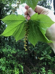 Acer rufinerve