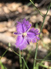 Thysanotus tuberosus parviflorus