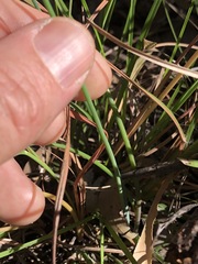 Thysanotus tuberosus parviflorus