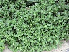 Parietaria officinalis