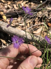 Thysanotus tuberosus parviflorus