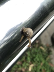 Gastropoda