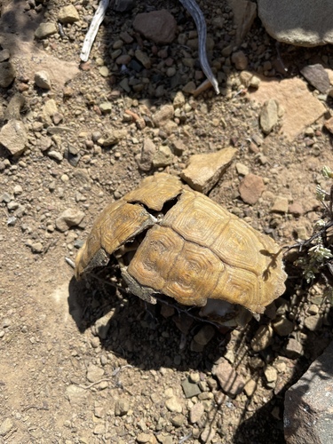 Karoo padloper, Chersobius boulengeri