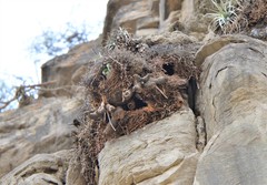 Myiopsitta monachus luchsi