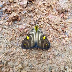 Phaeochlaena lampra