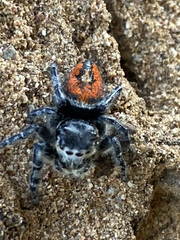 Phidippus phoenix