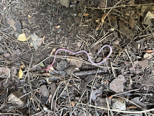 Israeli Worm Snake