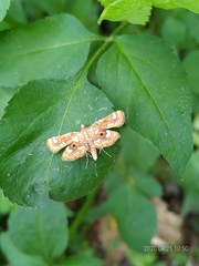 Cymoriza