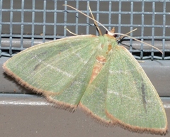 Nemoria rubrifrontaria