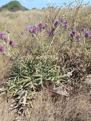 Cynara syriaca