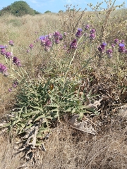 (c) yelena_antipova, some rights reserved (CC BY) Cynara syriaca, photograph (c) yelena_antipova, some rights reserved (CC BY)