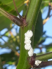 Auchenorrhyncha