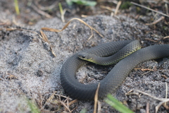 Elapognathus minor