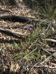 Thysanotus tuberosus parviflorus